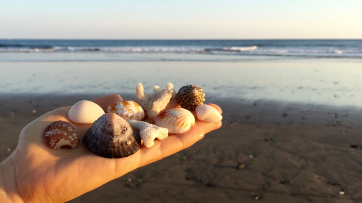 Navigando tra i ricordi... Ogni conchiglia un ricordo