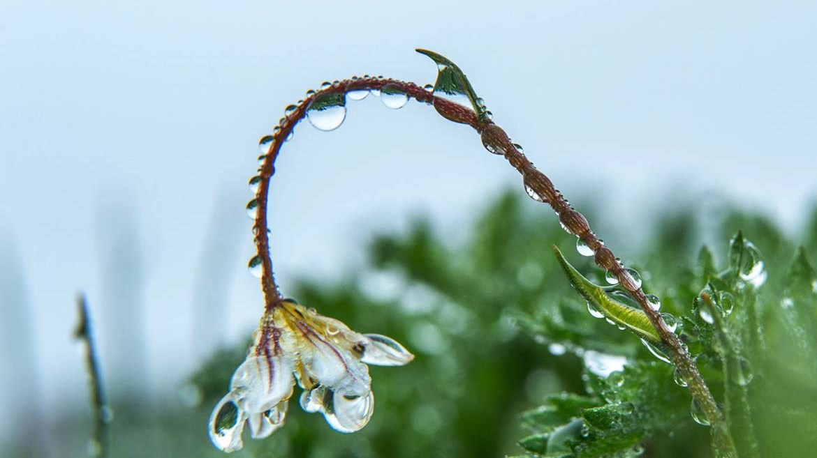 Rivestire di argento le situazioni, come rugiada