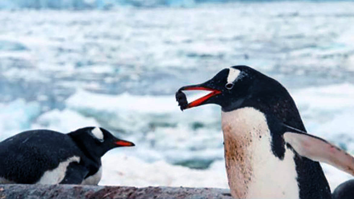 Il pinguino Papua e la pietra