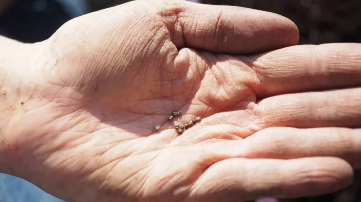Nel nostro tempo, il seme della comunione
