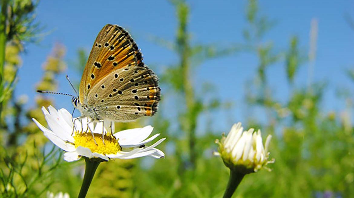 Sfiducia e speranza