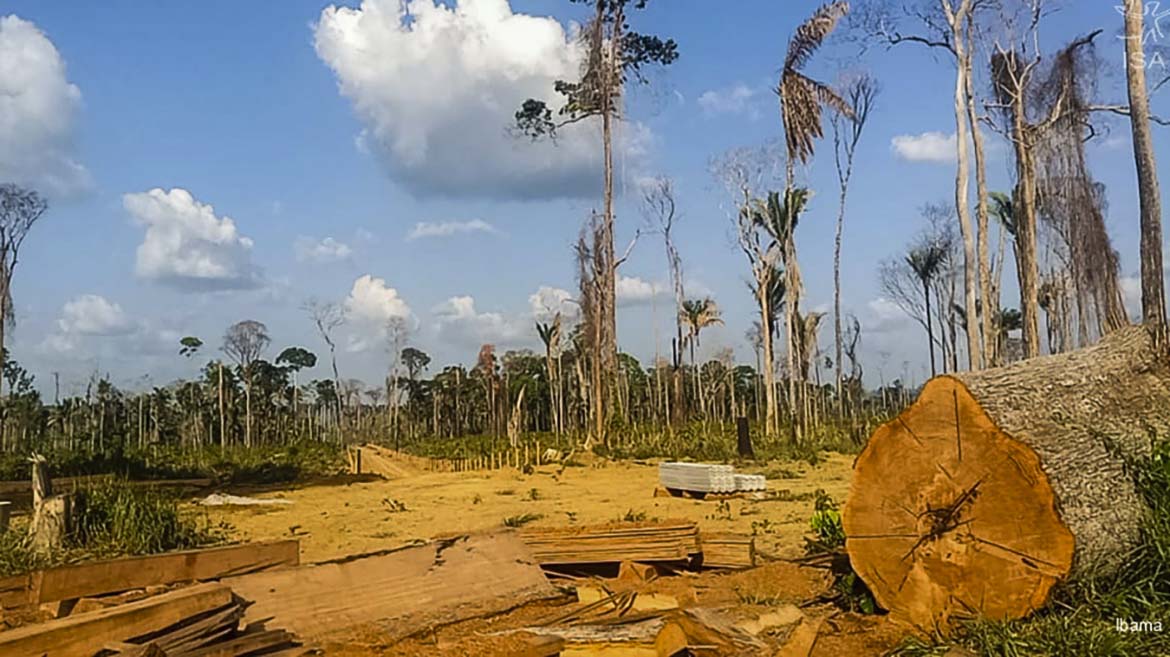 Survival, movimento impegnato nella tutela dei diritti dei popoli indigeni nel mondo. 